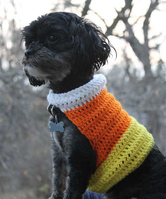 black dog wearing a larger crocheted candy corn design sweater