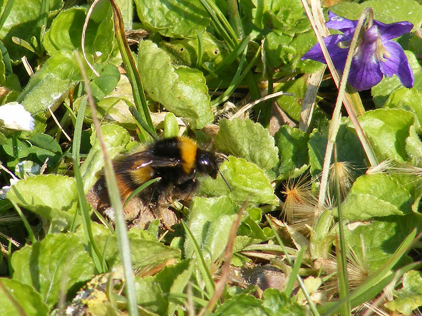 Loire Valley Nature Early Nesting Bumblebee Bombus pratorum