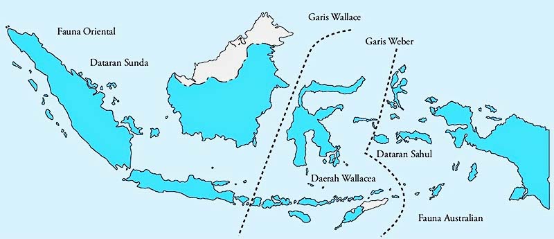 Istimewa Berdasarkan Pembagian Wilayah Fauna Di Indonesia Bagian Barat Termasuk Di Wilayah, Contoh Hewan