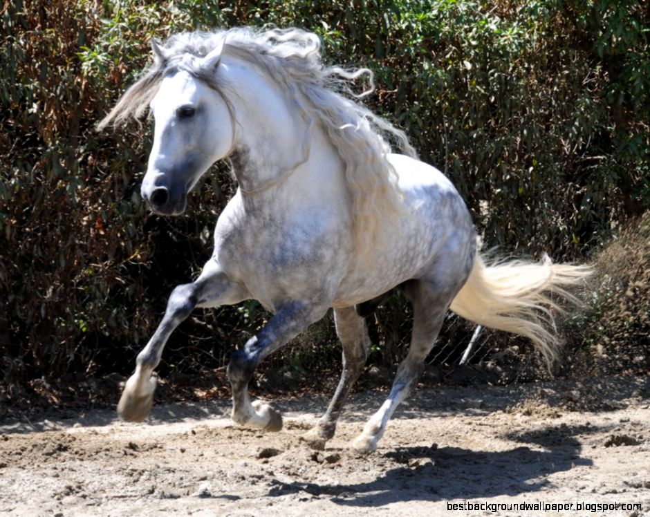 Dappled Grey Andalusian 2 wallpaper