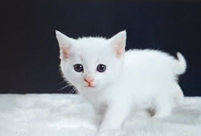 Rüyada Beyaz kedi Görmek Ne Manadadır.