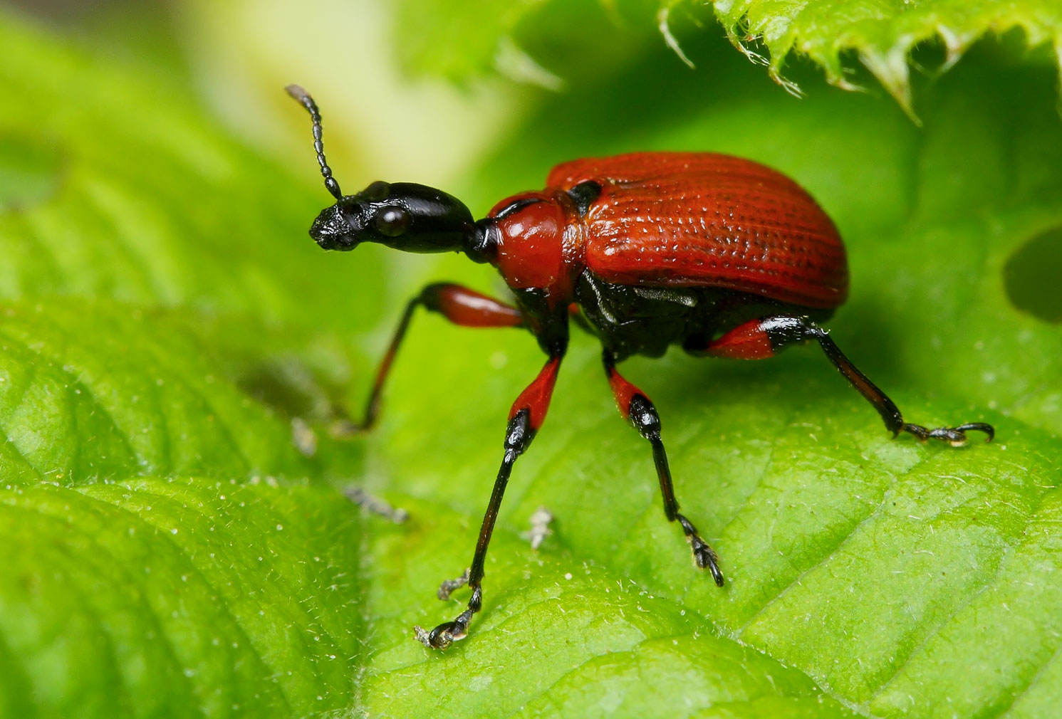 JJ's Photographic nature blog: April 2011