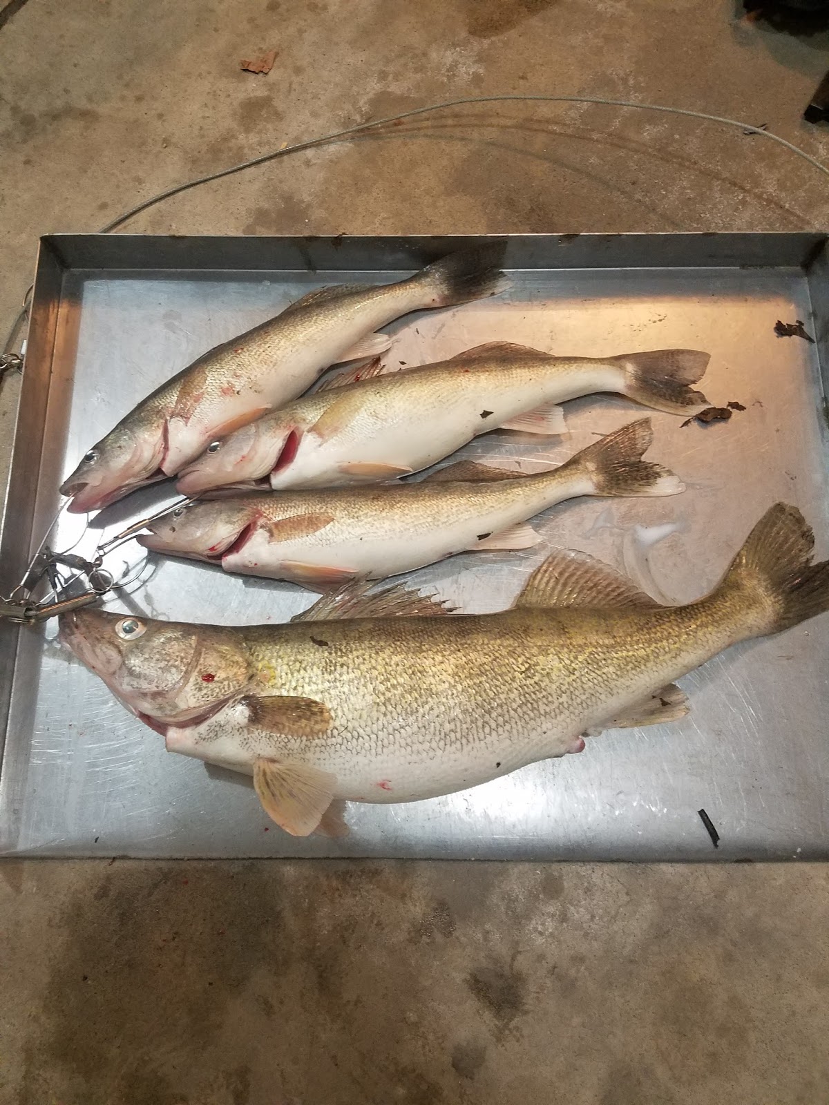 2018 Maumee River Walleye Run Fishing Report
