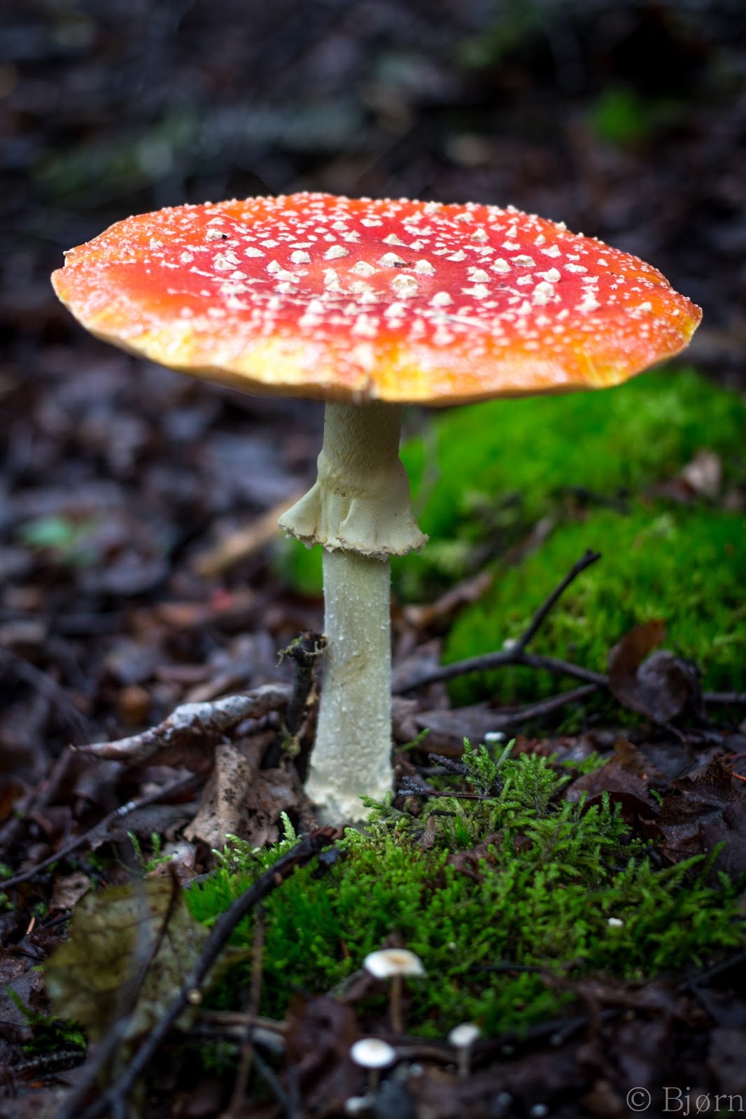 Mjölnir Photography Amanita muscaria and cranberry harvest