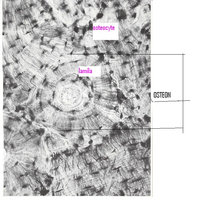 per 2 lab table 8 physio blab: Ex 8: Bone Classification, Structure
