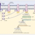Mekanisme Amplifikasi / Penguatan sinyal message di Dalam sel ( Protein Kinase Cascades )