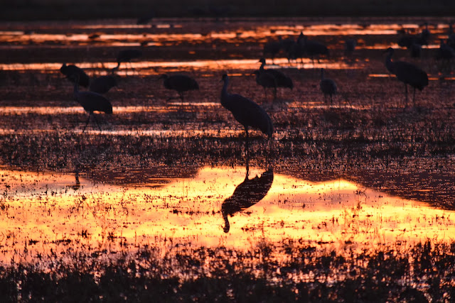  Sandhill Cranes at Bosque del Apache National Wildlife Refuge