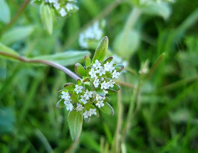 Canónigo (Valerianella locusta)flor silvestre blanca