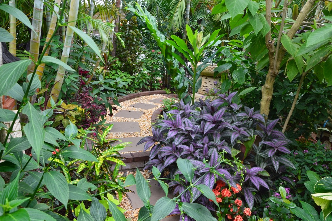 Tropical Breeze is a Sydney tropical garden filled with a wide variety