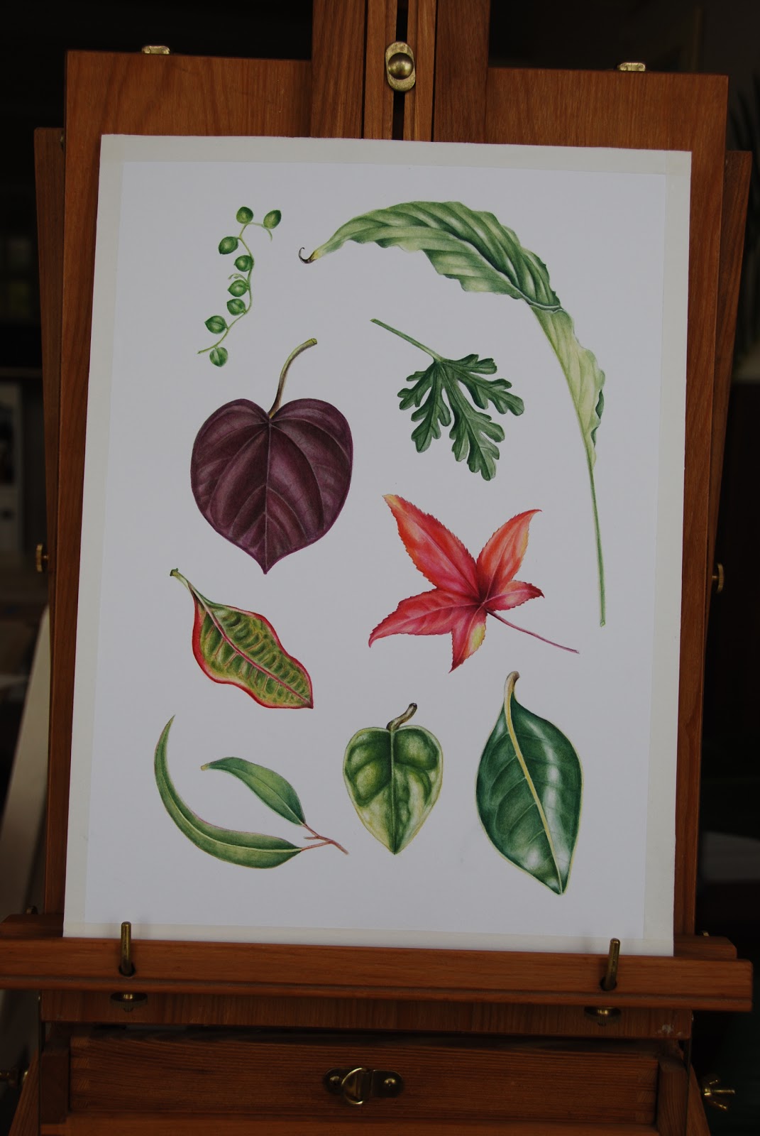 Vicki Lee Johnston Botanical Art SBA Diploma Distance Course Leaf Page