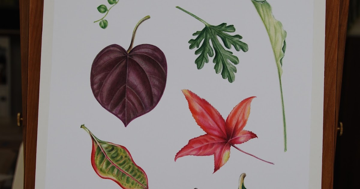 Vicki Lee Johnston Botanical Art SBA Diploma Distance Course Leaf Page