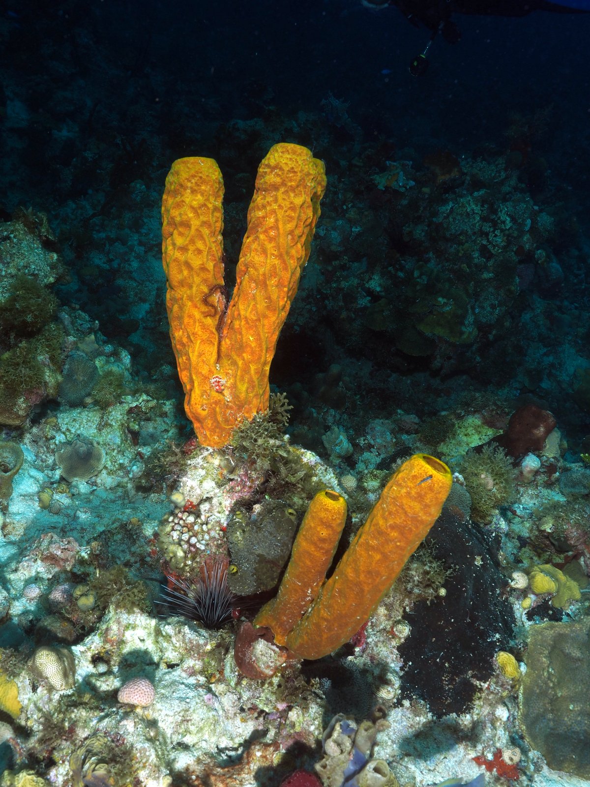 Photo Gilles Bourbonnais Best of Jamaica... Ya man... Respect