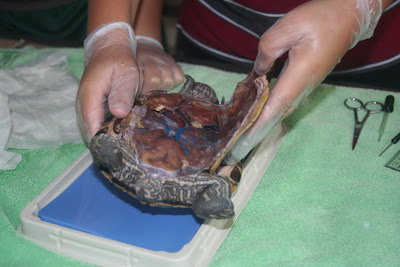 The Well-Rounded Mind: Turtle Dissection!