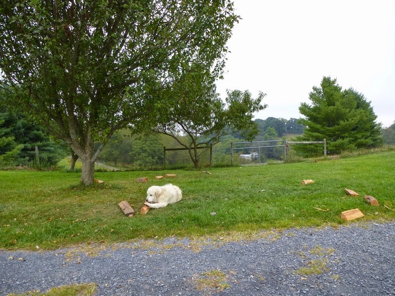 Gus Reveals THE SECRET THAT Changed How You Farm Forever in St Baden Valley