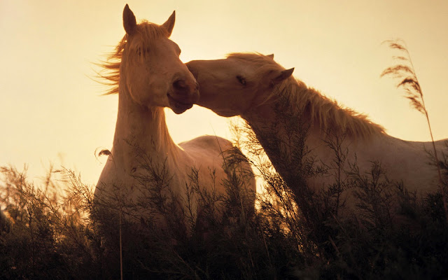 horses, animals wallpapers