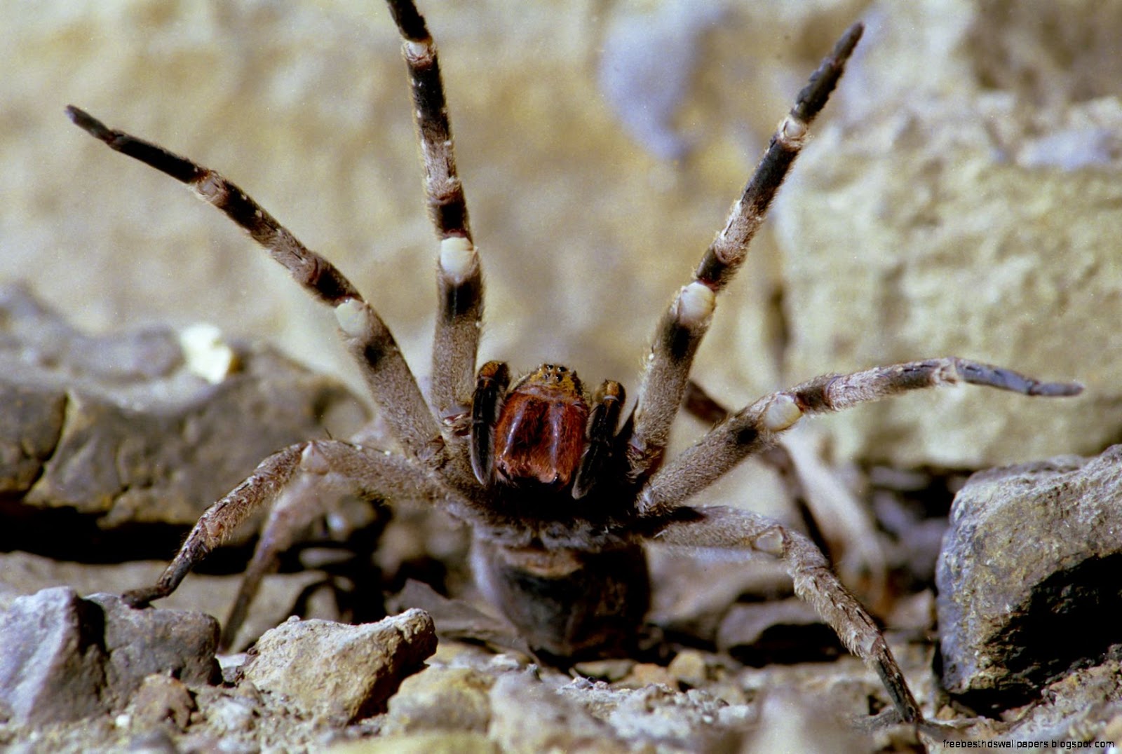 Brazilian Wandering Spider