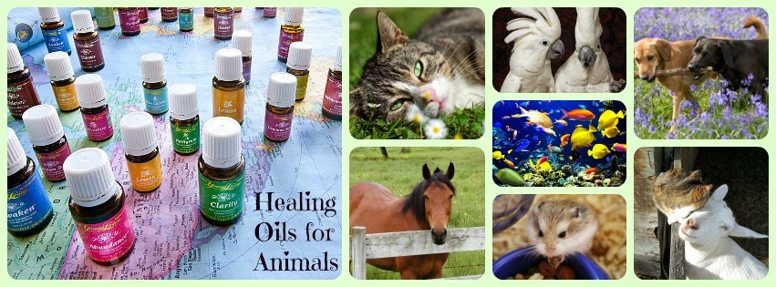 Healing Oils For Animals