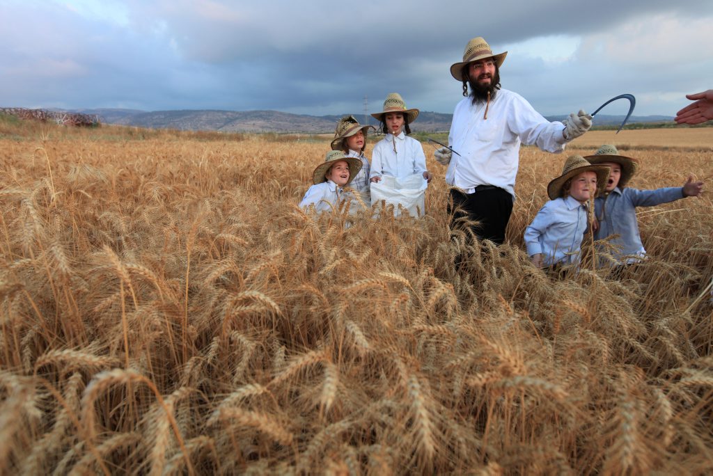 it time to harvest meaning it time to harvest meaning