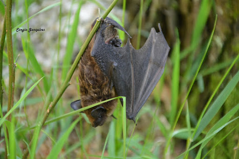 Morcego - espécie Myotis myotis