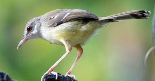 Ciblek Kristal Jantan Dan Betina Perbedaan Ciblek Dada