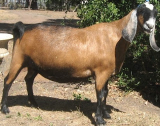 Kambing Anglo Nubian salah satu kambing hasil persilangan antara keturunan kambing inggris Kambing Anglo Nubian