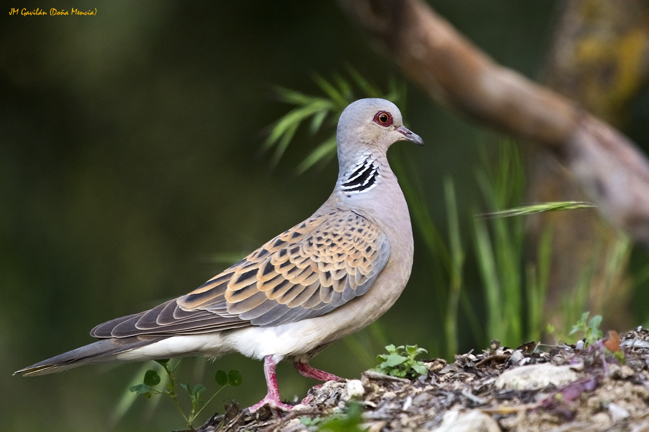 Fotografía de Naturaleza JM Gavilán Tórtola europea o tórtola común (Streptopelia turtur)