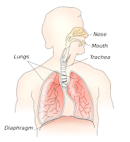 Diaphragm (diafragma) Diaphragm (diafragma)