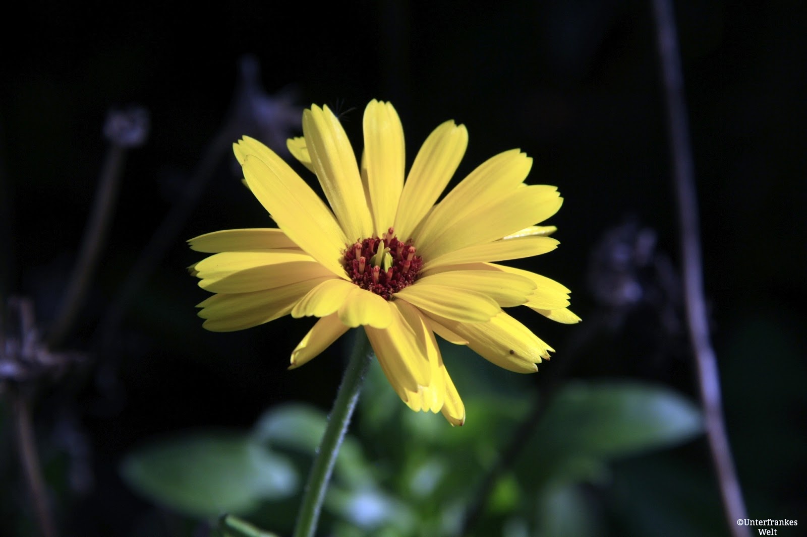 Unterfrankes Welt: Neulich im Garten - Ringelblumen