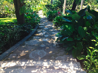 Fresh And Green Scenery Along The Pathway In The Garden At Tangguwisia Village, North Bali, Indonesia