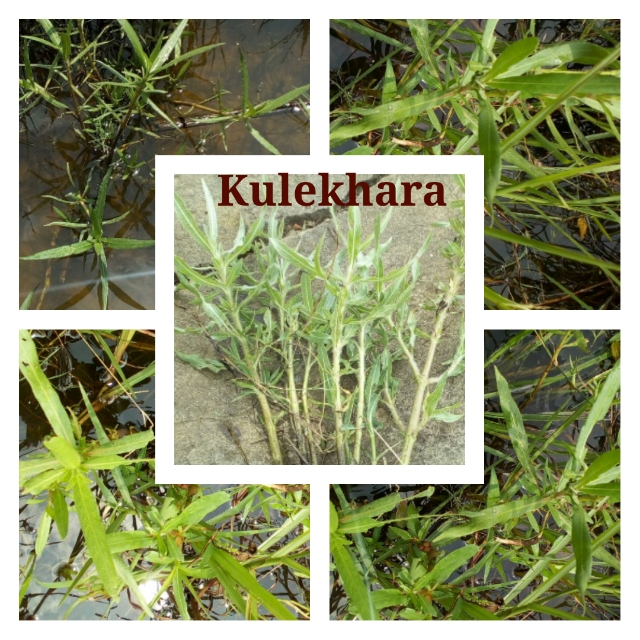 Short details of medicinal plant Kulekhara. Anihorti