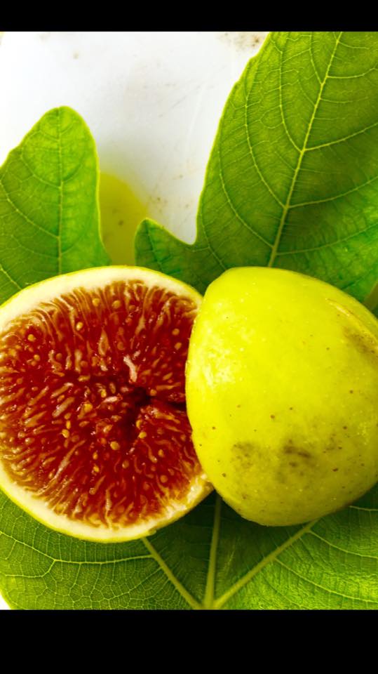 Figs Photo Collection Around the World VERDALE 1 Figs