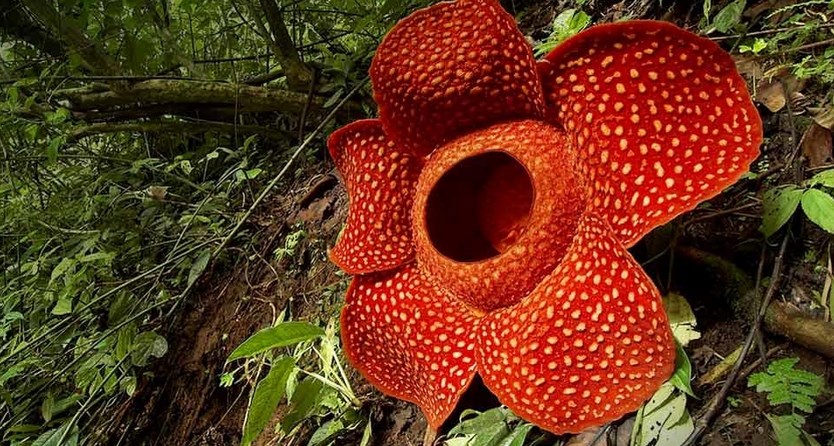 Sekelumit Cerita Tentang Bunga Raflesia Arnoldi Flora Khas Indonesia