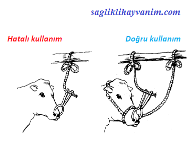 ineği nasıl zapt edebilirim danalarda muşet nasıl kullanılır