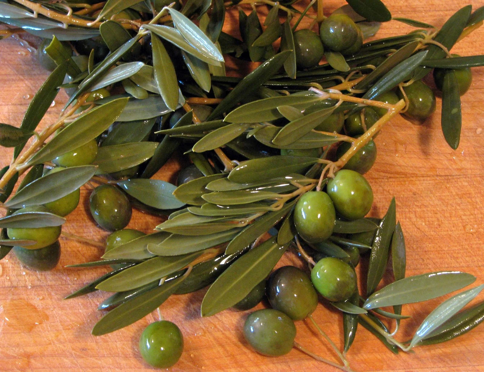 Gorgeous Olive Oil For Hair Growth Photo Photography Gorgeous Olive Oil For Hair Growth Photo Photography