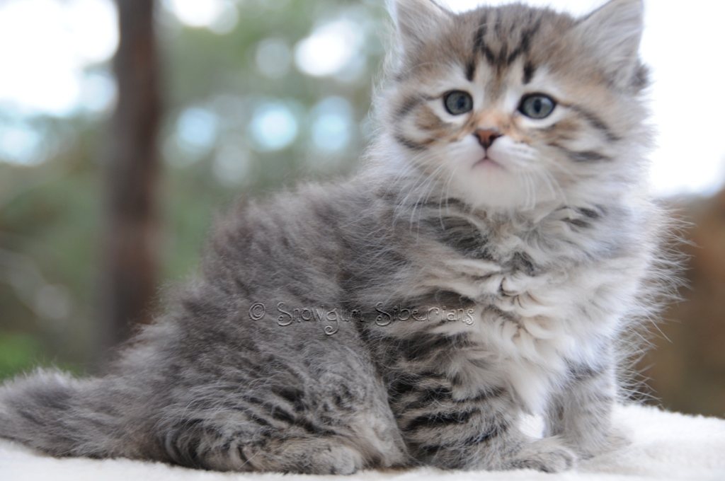 Snowgum Siberian Cats and Kittens: 8 weeks