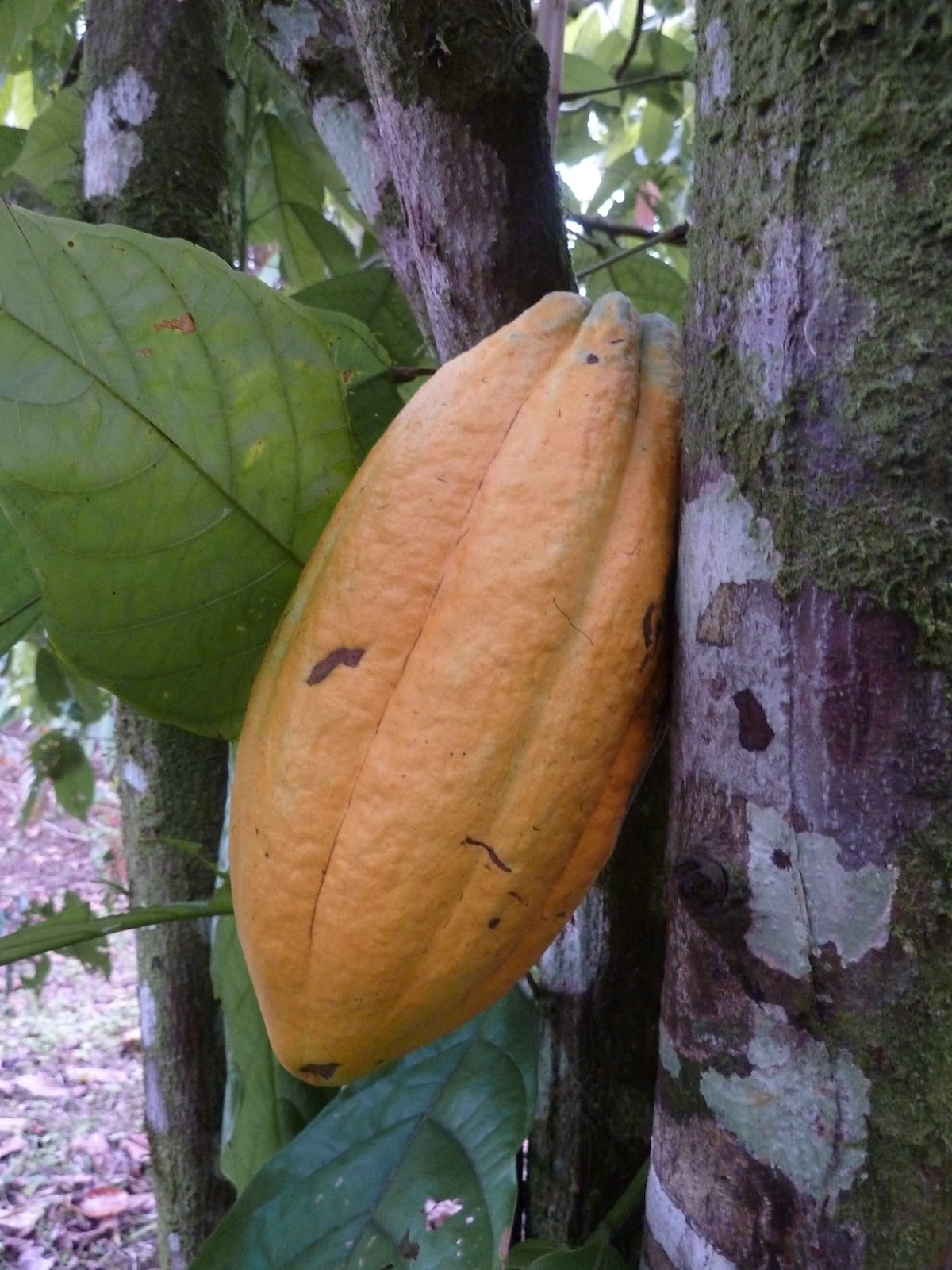 Farms Forests Foods BeantoBar An Interview with a Caribbean Organic