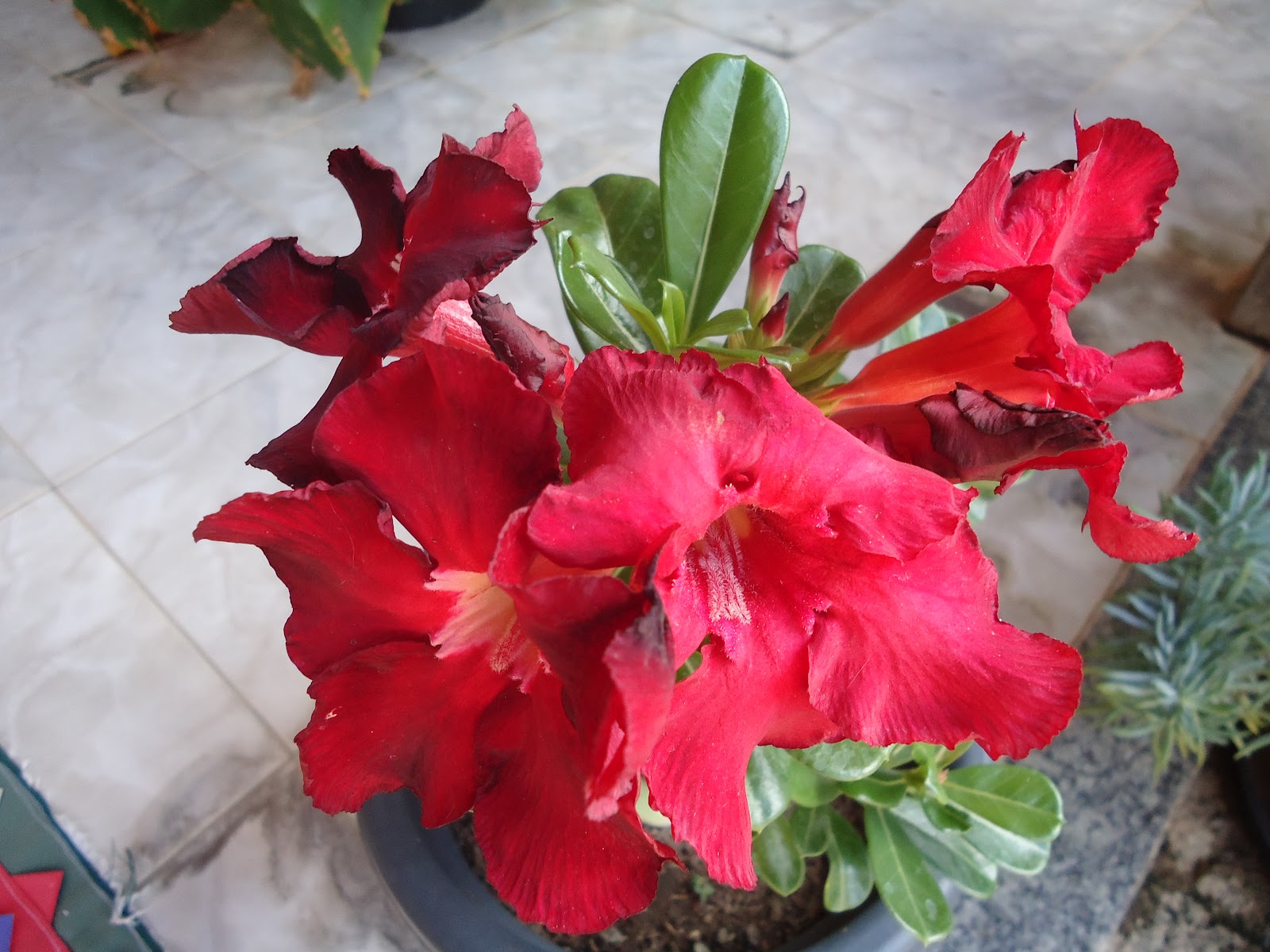 Cactos e suculentas by Flávia Fernandes: Adenium