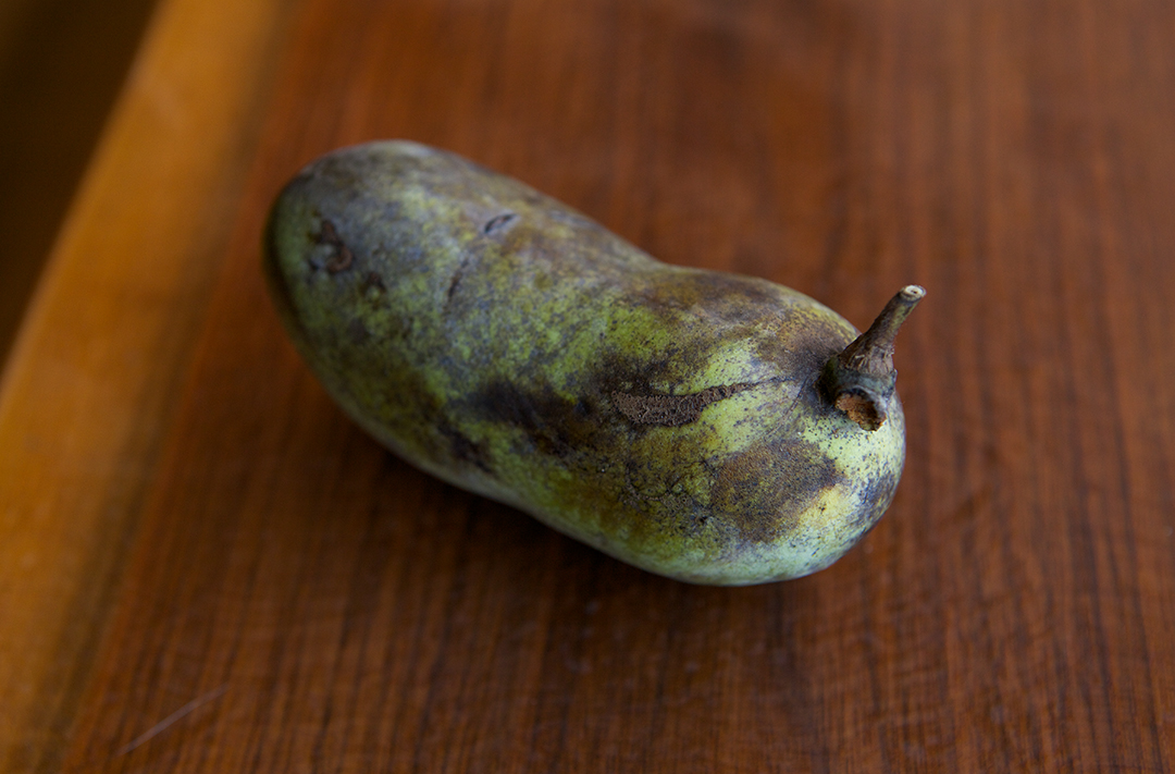 little piece of the wild PAW PAWS and the Joy of Discovery