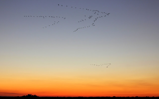 Grullas al atardecer en el embalse de Rosarito