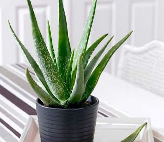 aloe-vera-nedir-faydalari-1.jpg