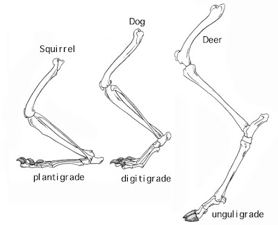 Define Comparative Anatomy