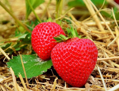 Cultura do morango Cultura do morango ou morangueiro