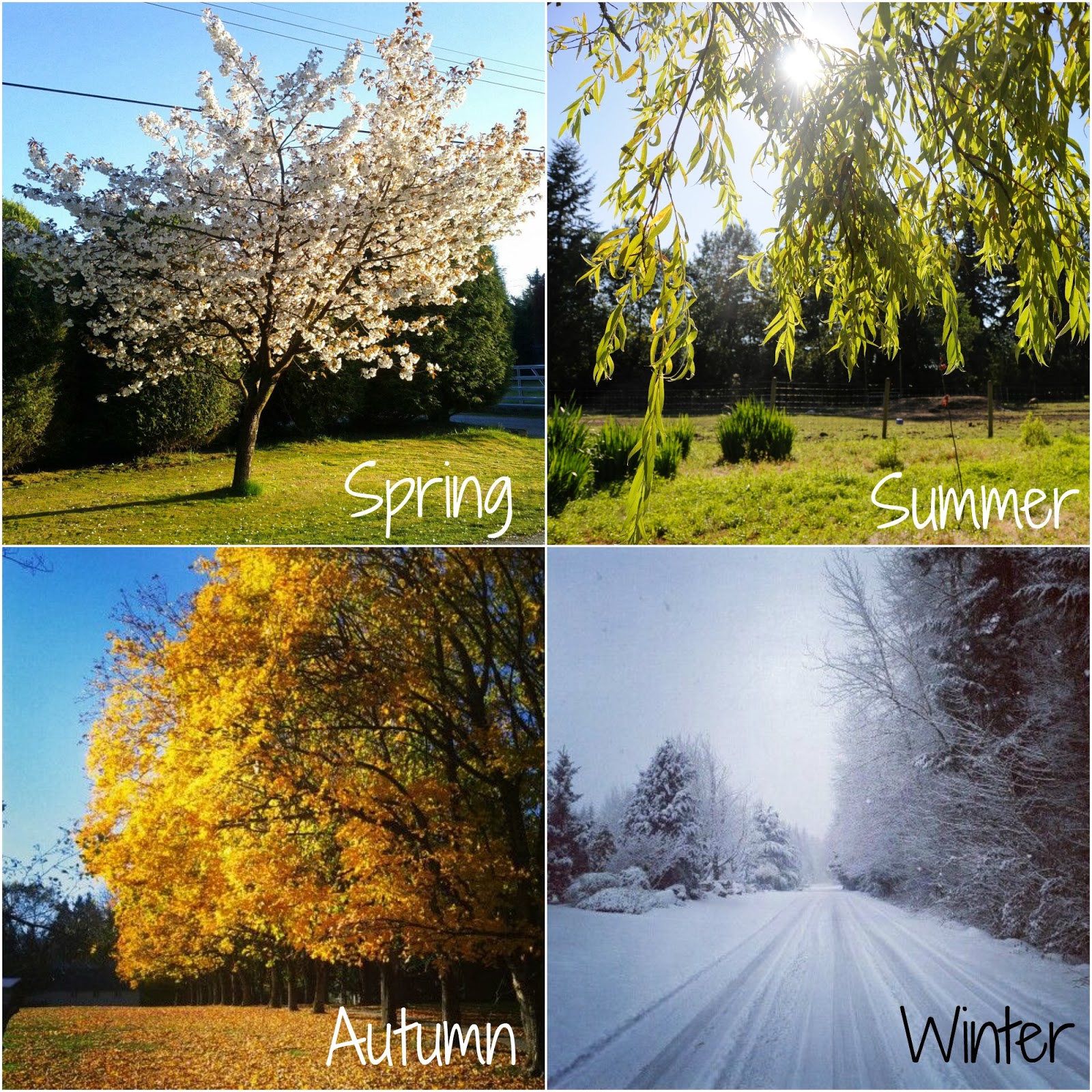Seasons in russia. Лето осень зима.
