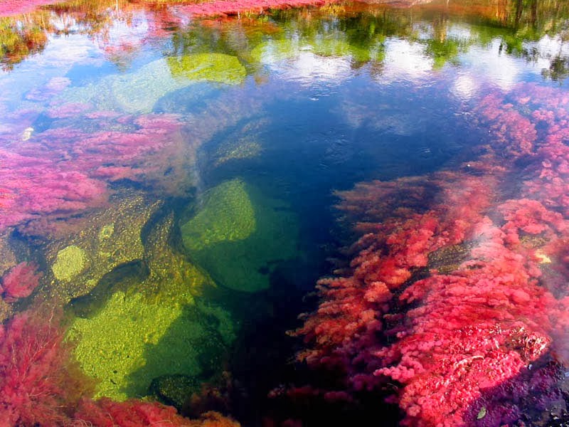 During the short span between the wet and dry seasons, when the water level is just right, a unique species of plant that lines the river floor called Macarenia clavigera turns a brilliant red. It is offset by splotches of yellow and green sand, blue water, and a thousand shades in between.