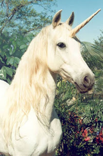 Featured image of post Imajenes De Unicornios Reales Antiguamente se los representaba con cuernos pies de ant lope y el resto parecido a caballos