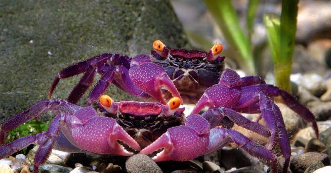 14 Jenis Ikan Hias Kepiting Populer Alam Ikan