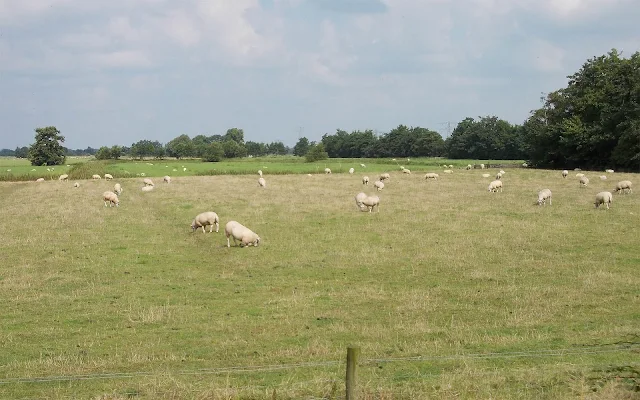 Witte schapen in het weiland