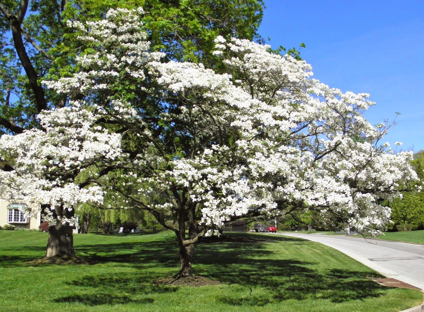 A St. Louis Realtor's Adventures, Tips, and Finds Name those blooms