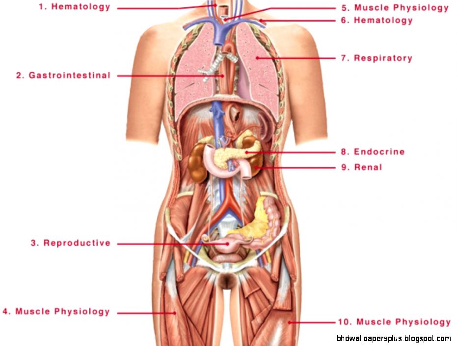 Female anatomy organs no 289  Learning Female Body Parts Diagram