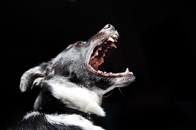 How to stop your dog barking excessively